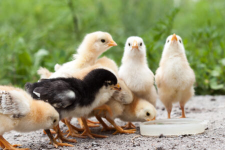 Ep.156 Identifying Poultry and Small Ruminant Diseases Image